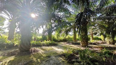 Güneş ışığı tarlaya yayılıyor parlak bir ışık patlaması yaratıyor..