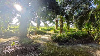 Güneş ışığı tarlaya yayılıyor parlak bir ışık patlaması yaratıyor..