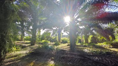 Güneş ışığı tarlaya yayılıyor parlak bir ışık patlaması yaratıyor..