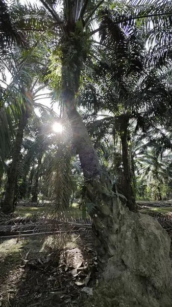 Güneş ışığı tarlaya yayılıyor parlak bir ışık patlaması yaratıyor..