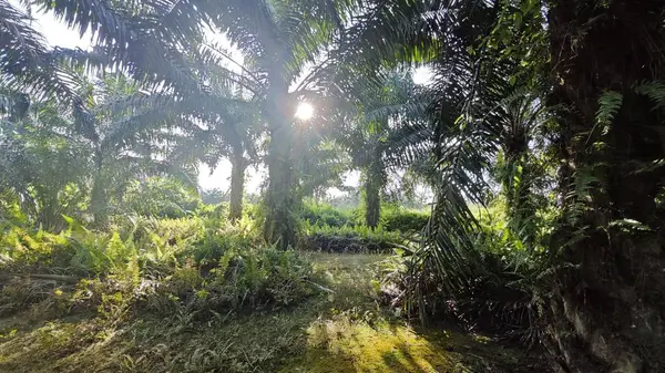 Güneş ışığı tarlaya yayılıyor parlak bir ışık patlaması yaratıyor..