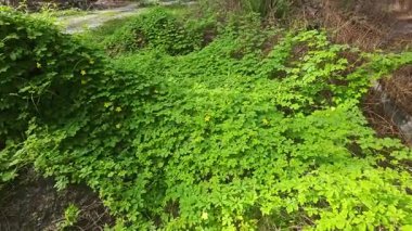 Vahşi çalılık momordika charantia sürünen bitki örtüsü çimen çayırı ve çürüyen bir gövde kapladı.