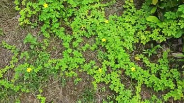 Vahşi çalılık momordika charantia sürünen bitki örtüsü çimen çayırı ve çürüyen bir gövde kapladı.