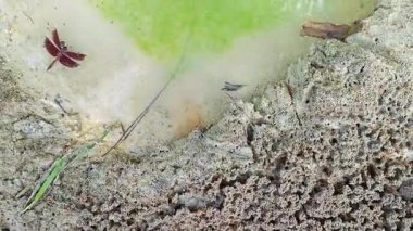 Su birikintisinin kenarındaki küçük ateş karıncalı labirent desenli yuva yolu..