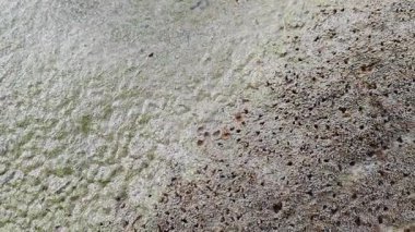 Su birikintisinin kenarındaki küçük ateş karıncalı labirent desenli yuva yolu..