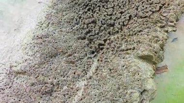 Su birikintisinin kenarındaki küçük ateş karıncalı labirent desenli yuva yolu..