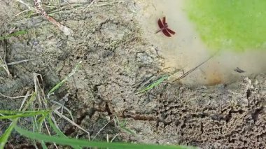 Kirli yolun yüzeyinde bilinmeyen araç tekerlek izleri var..