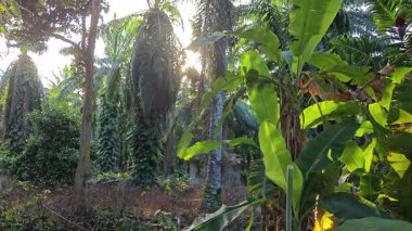 Güneş ışığı tarlaya yayılıyor parlak bir ışık patlaması yaratıyor.. 