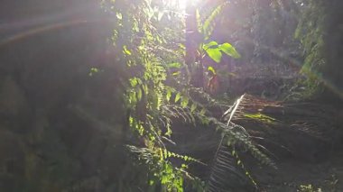 Güneş ışığı tarlaya yayılıyor parlak bir ışık patlaması yaratıyor.. 