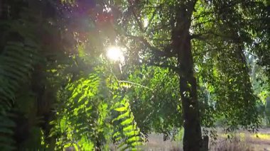 Güneş ışığı tarlaya yayılıyor parlak bir ışık patlaması yaratıyor.. 