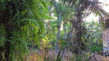 Güneş ışığı tarlaya yayılıyor parlak bir ışık patlaması yaratıyor.. 