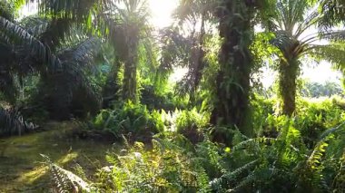 Güneş ışığı tarlaya yayılıyor parlak bir ışık patlaması yaratıyor.. 