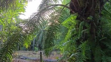 Güneş ışığı tarlaya yayılıyor parlak bir ışık patlaması yaratıyor.. 