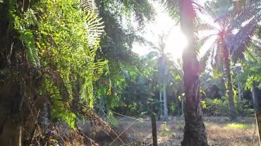 Güneş ışığı tarlaya yayılıyor parlak bir ışık patlaması yaratıyor.. 