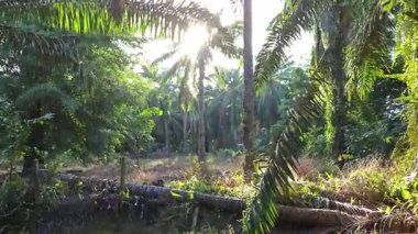 Güneş ışığı tarlaya yayılıyor parlak bir ışık patlaması yaratıyor.. 