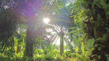 Güneş ışığı tarlaya yayılıyor parlak bir ışık patlaması yaratıyor.. 