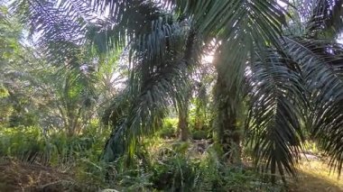 Güneş ışığı tarlaya yayılıyor parlak bir ışık patlaması yaratıyor.. 