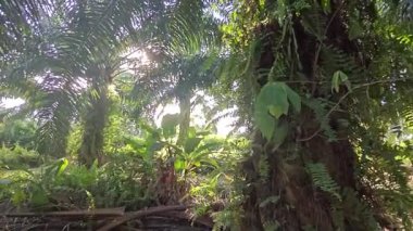 Güneş ışığı tarlaya yayılıyor parlak bir ışık patlaması yaratıyor.. 