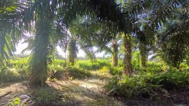 Güneş ışığı tarlaya yayılıyor parlak bir ışık patlaması yaratıyor.. 