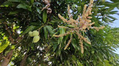 Bir mango ağacının çiçek açan dalına bakıyorum..