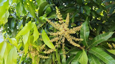 Bir mango ağacının çiçek açan dalına bakıyorum..