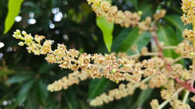 Bir mango ağacının çiçek açan dalına bakıyorum..
