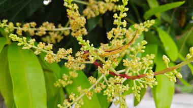 Bir mango ağacının çiçek açan dalına bakıyorum..
