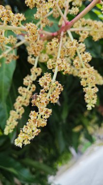 Bir mango ağacının çiçek açan dalına bakıyorum..