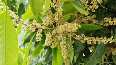 Bir mango ağacının çiçek açan dalına bakıyorum..