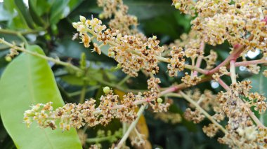 Bir mango ağacının çiçek açan dalına bakıyorum..