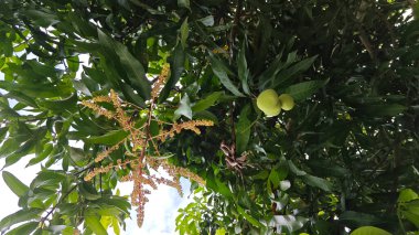 Bir mango ağacının çiçek açan dalına bakıyorum..