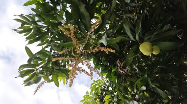 Bir mango ağacının çiçek açan dalına bakıyorum..