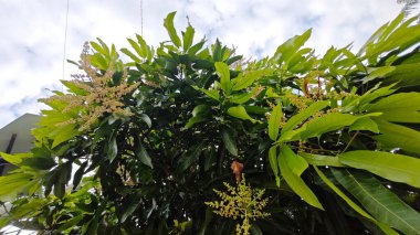 Bir mango ağacının çiçek açan dalına bakıyorum..