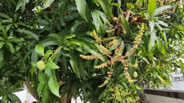 Bir mango ağacının çiçek açan dalına bakıyorum..