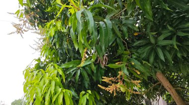 Bir mango ağacının çiçek açan dalına bakıyorum..