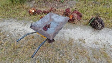 Ekinler arasında, tohum tomurcukları (tomurcukları) dizilmiş çiğ hurma ağaçları vardır..