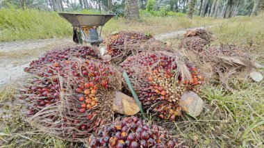 Ekinler arasında, tohum tomurcukları (tomurcukları) dizilmiş çiğ hurma ağaçları vardır..