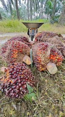 Ekinler arasında, tohum tomurcukları (tomurcukları) dizilmiş çiğ hurma ağaçları vardır..