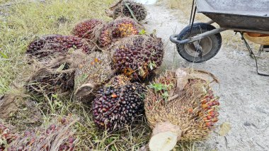 Ekinler arasında, tohum tomurcukları (tomurcukları) dizilmiş çiğ hurma ağaçları vardır..
