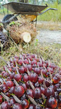 Ekinler arasında, tohum tomurcukları (tomurcukları) dizilmiş çiğ hurma ağaçları vardır..