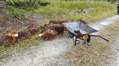 Ekinler arasında, tohum tomurcukları (tomurcukları) dizilmiş çiğ hurma ağaçları vardır..