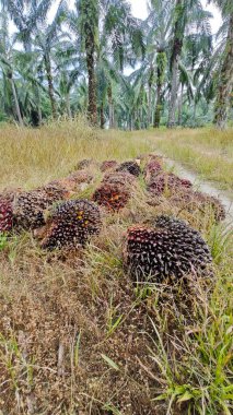 Ekinler arasında, tohum tomurcukları (tomurcukları) dizilmiş çiğ hurma ağaçları vardır..