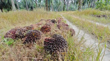 Ekinler arasında, tohum tomurcukları (tomurcukları) dizilmiş çiğ hurma ağaçları vardır..