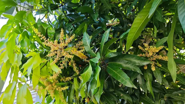 Bir mango ağacının çiçek açan dalına bakıyorum..