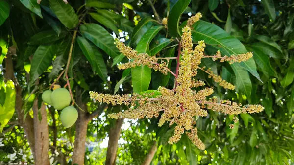 Bir mango ağacının çiçek açan dalına bakıyorum..