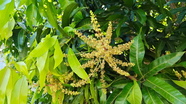 Bir mango ağacının çiçek açan dalına bakıyorum..
