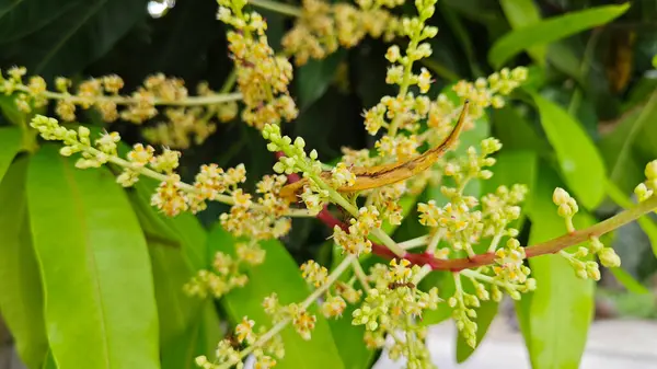 Bir mango ağacının çiçek açan dalına bakıyorum..