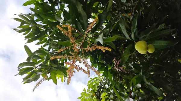 Bir mango ağacının çiçek açan dalına bakıyorum..