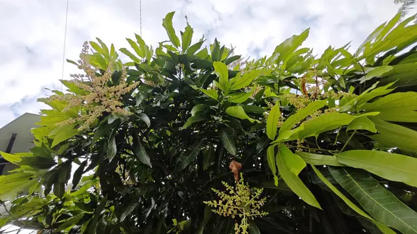 Bir mango ağacının çiçek açan dalına bakıyorum..