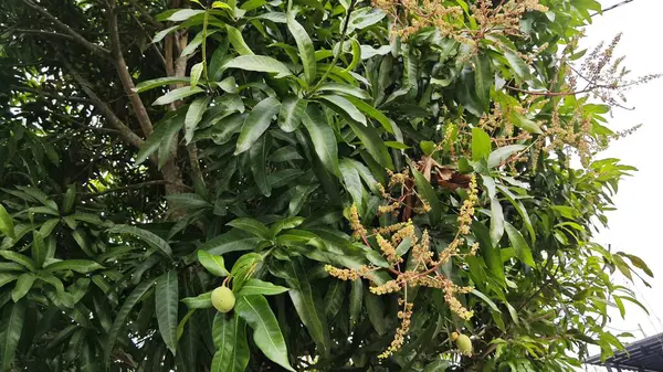 Bir mango ağacının çiçek açan dalına bakıyorum..